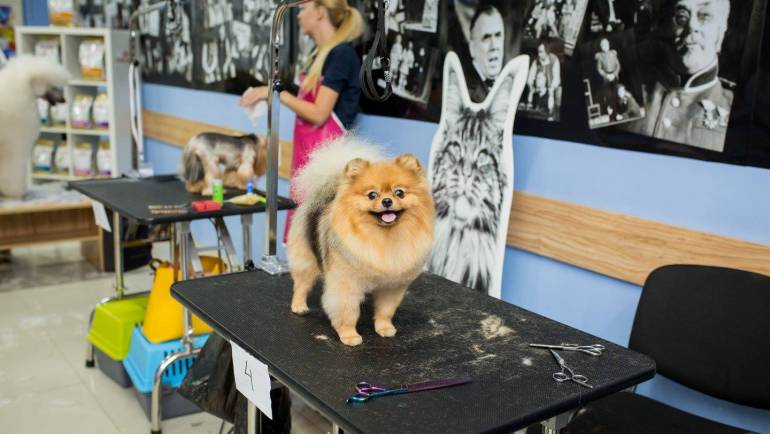 How To Choose A Dog Grooming Table [Recommended By Pro Groomers]