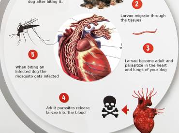 Heartworm (Dirofilariasis) – Serious and potentially deadly disease  that can be prevented