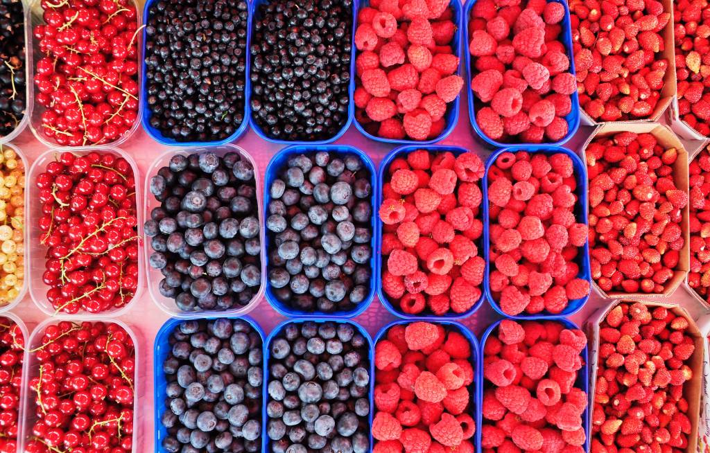 berries and dogs