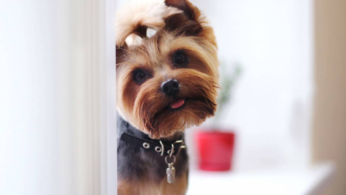 How Long Can a Yorkie Stay at Home Alone?