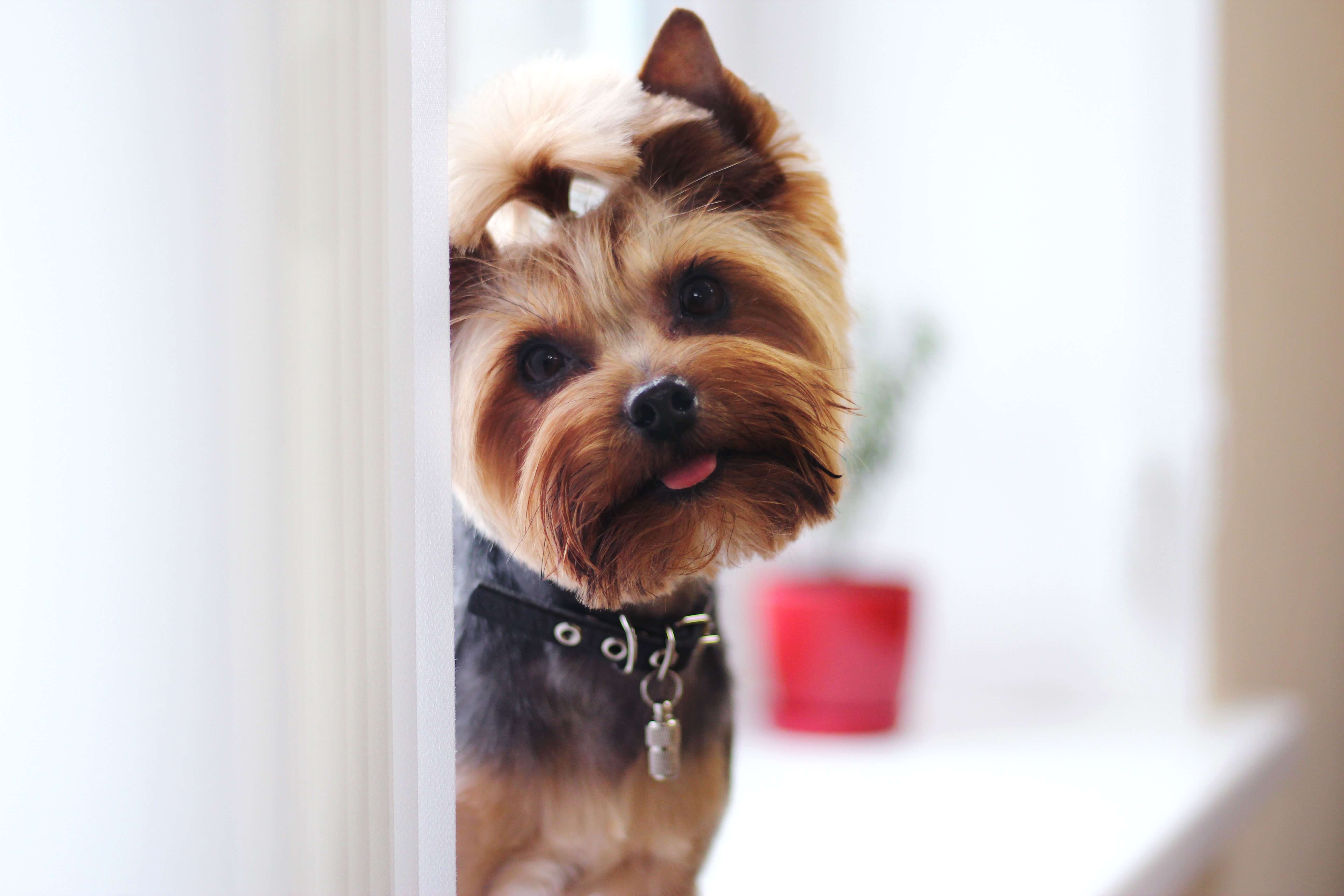 can yorkie stay home alone? 2